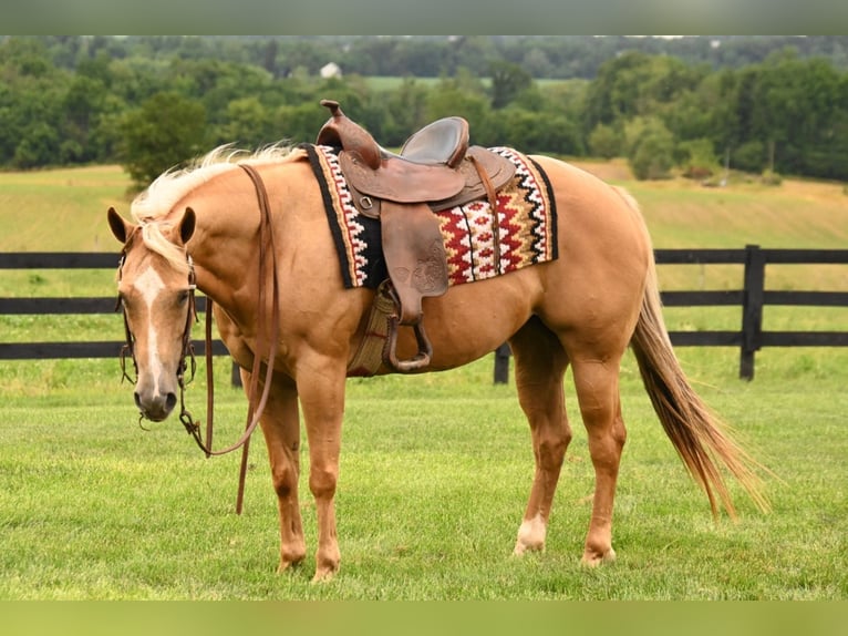American Quarter Horse Mare 13 years 14,3 hh Palomino in Fredericksburg