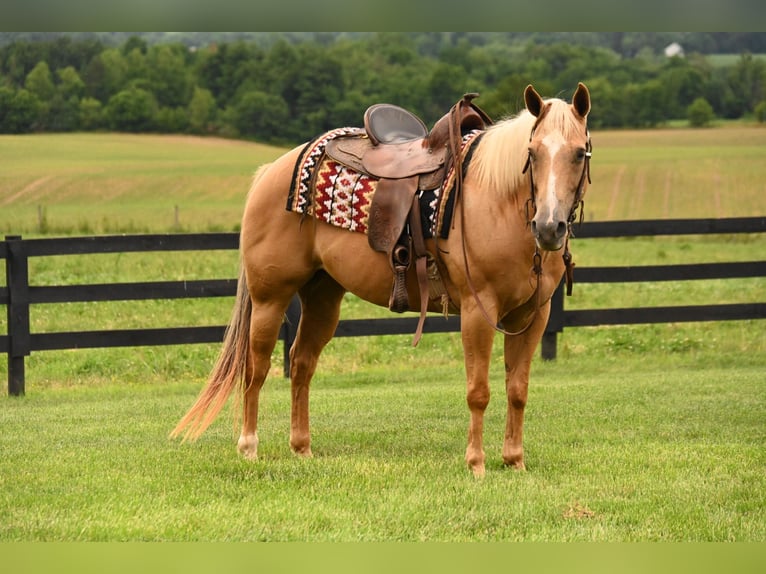 American Quarter Horse Mare 13 years 14,3 hh Palomino in Fredericksburg