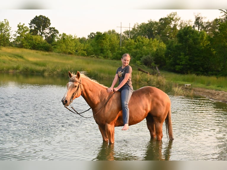 American Quarter Horse Mare 13 years 14,3 hh Palomino in Fredericksburg