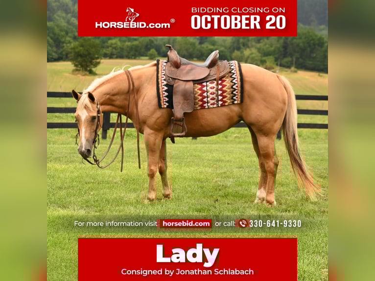 American Quarter Horse Mare 13 years 14,3 hh Palomino in Fredericksburg