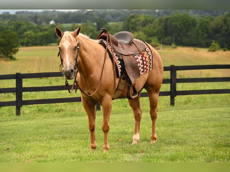 American Quarter Horse Mare 13 years 14,3 hh Palomino in Fredericksburg