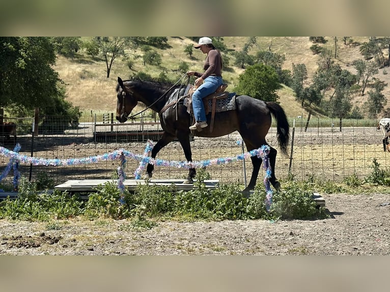American Quarter Horse Mare 13 years 15.1 hh Brown in King City