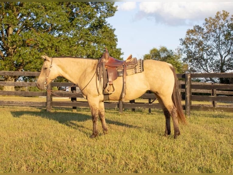 American Quarter Horse Mare 13 years 15,1 hh Buckskin in Versailles KY