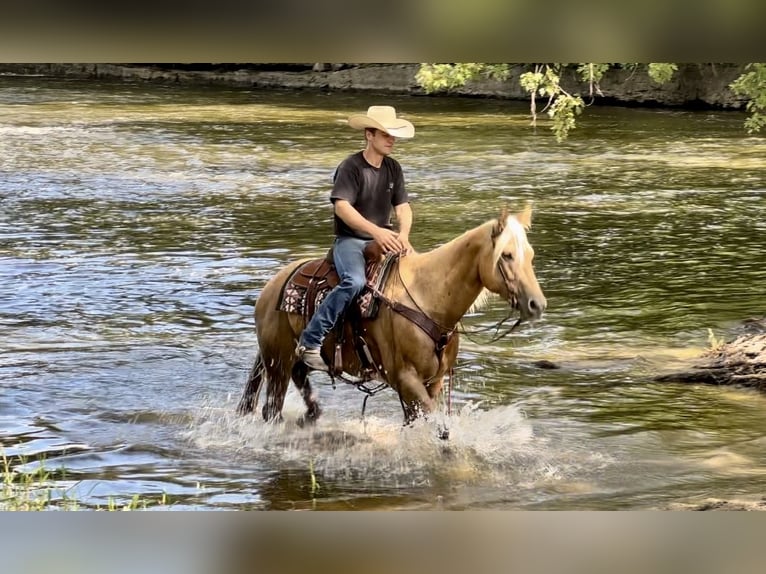 American Quarter Horse Mare 13 years 15,2 hh Palomino in Cannon Falls, MN