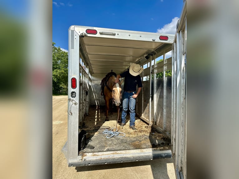 American Quarter Horse Mare 13 years 15,2 hh Palomino in Cannon Falls, MN