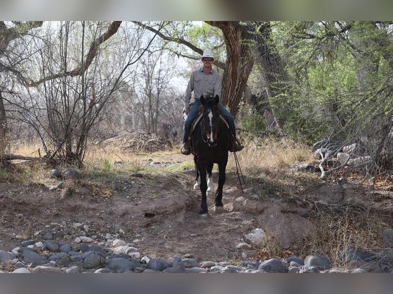 American Quarter Horse Mare 13 years 15.3 hh Bay in Camp Verde AZ
