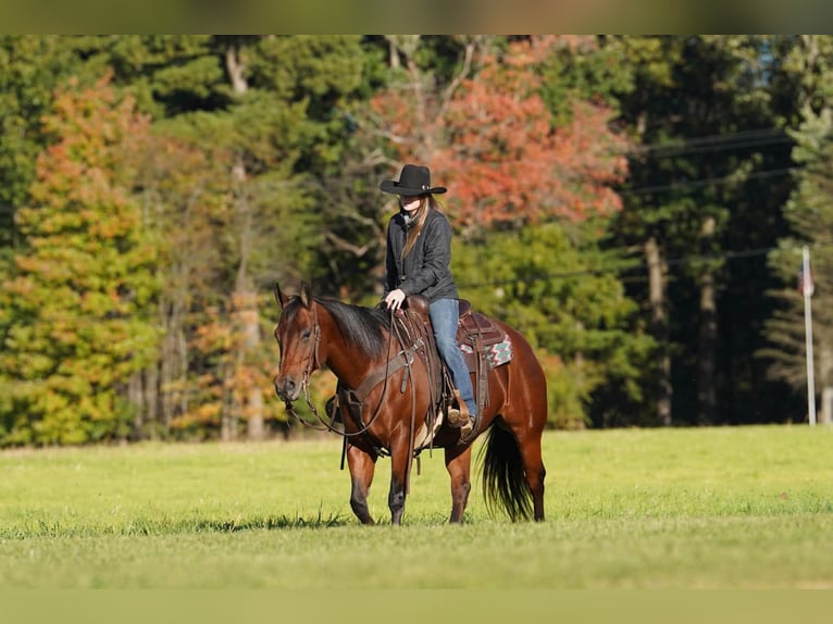 American Quarter Horse Mare 13 years 15 hh Bay in Clarion