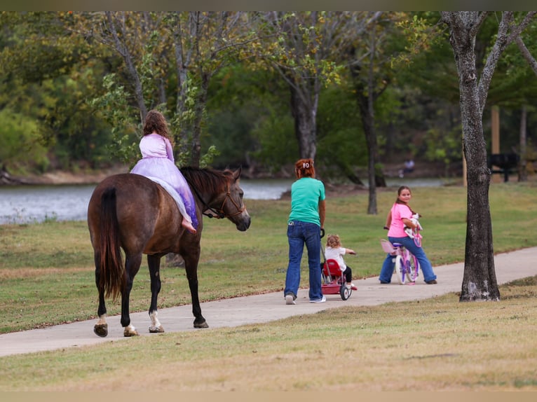 American Quarter Horse Mare 13 years 15 hh Buckskin in Forney