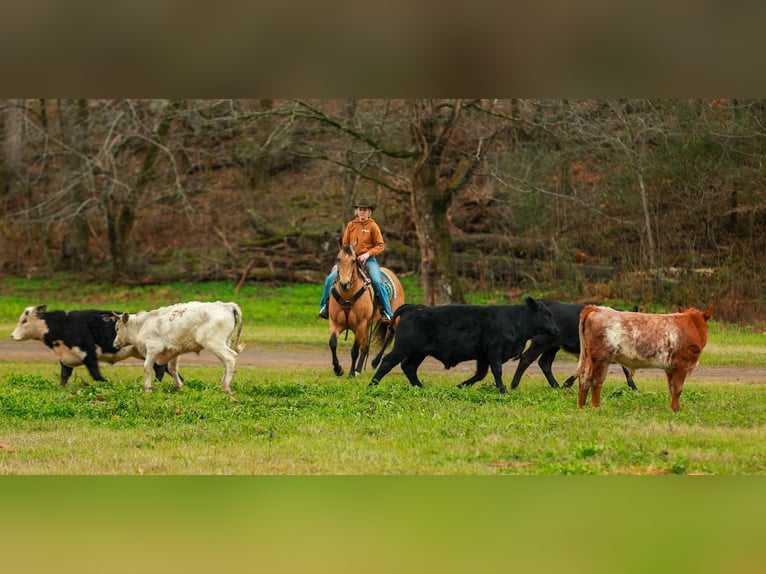 American Quarter Horse Mare 13 years 15 hh Buckskin in Quitman