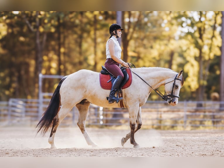 American Quarter Horse Mare 13 years 15 hh Buckskin in Lyles, TN