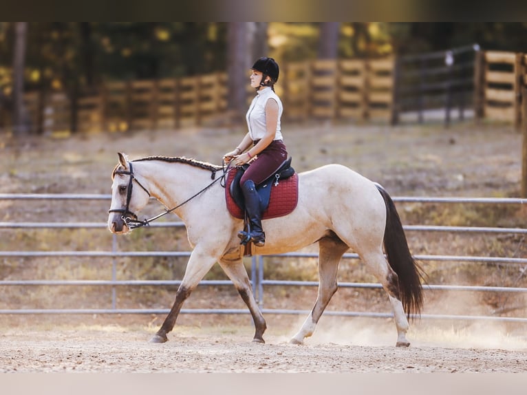 American Quarter Horse Mare 13 years 15 hh Buckskin in Lyles, TN