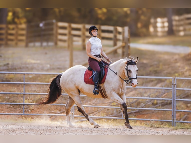 American Quarter Horse Mare 13 years 15 hh Buckskin in Lyles, TN