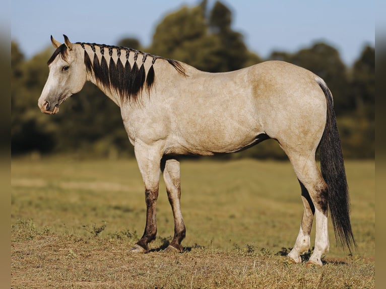 American Quarter Horse Mare 13 years 15 hh Buckskin in Lyles, TN