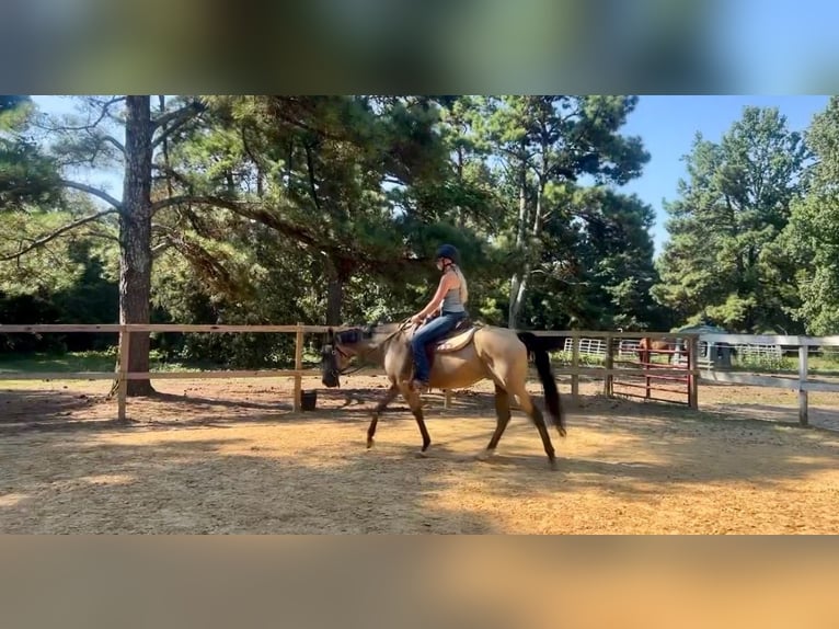 American Quarter Horse Mare 13 years 15 hh Buckskin in Waxhaw