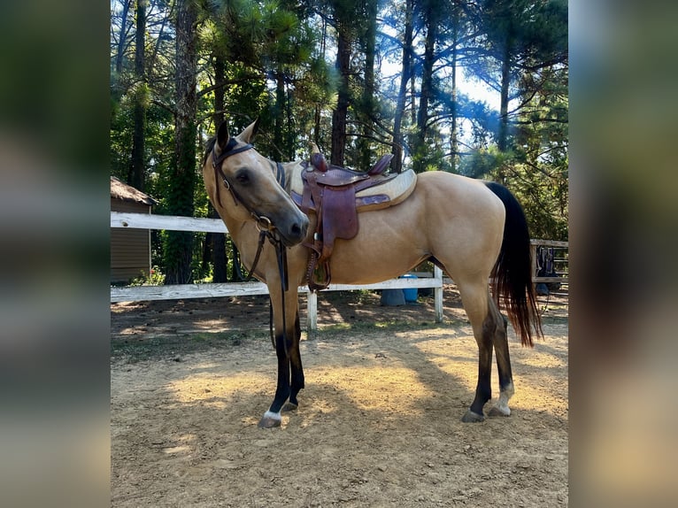 American Quarter Horse Mare 13 years 15 hh Buckskin in Waxhaw