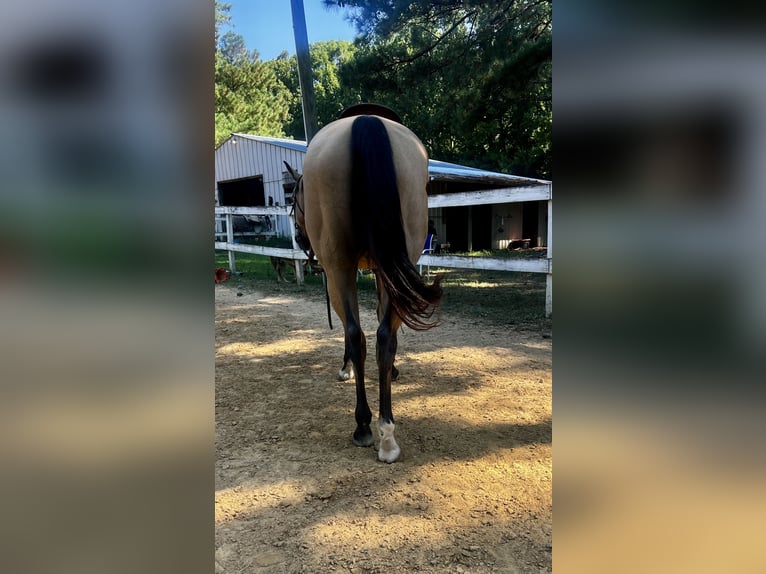 American Quarter Horse Mare 13 years 15 hh Buckskin in Waxhaw