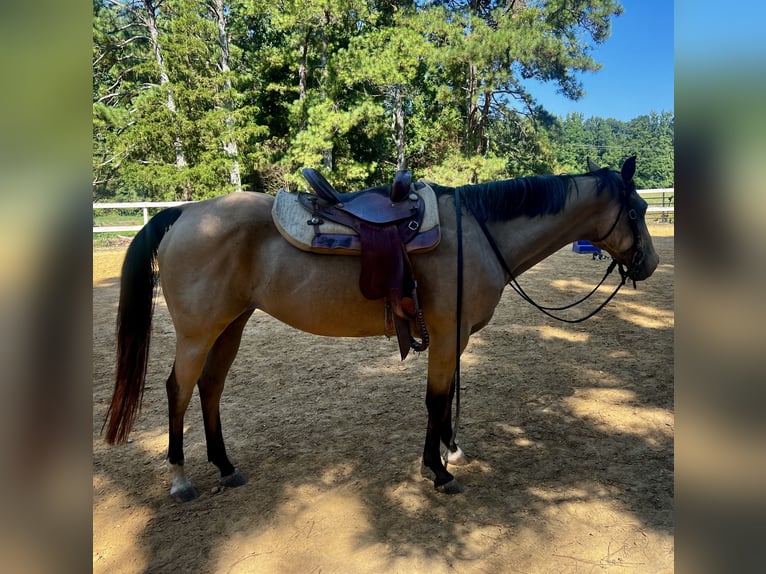 American Quarter Horse Mare 13 years 15 hh Buckskin in Waxhaw