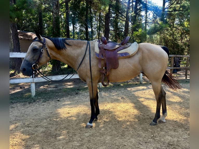 American Quarter Horse Mare 13 years 15 hh Buckskin in Waxhaw
