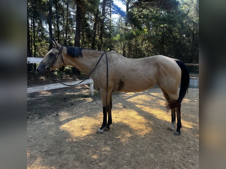 American Quarter Horse Mare 13 years 15 hh Buckskin in Waxhaw