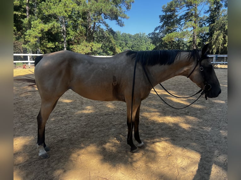 American Quarter Horse Mare 13 years 15 hh Buckskin in Waxhaw