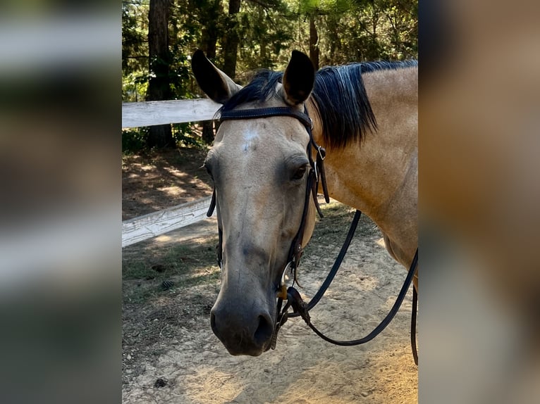 American Quarter Horse Mare 13 years 15 hh Buckskin in Waxhaw