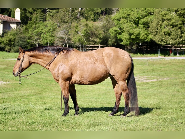 American Quarter Horse Mare 13 years 15 hh Dun in King City