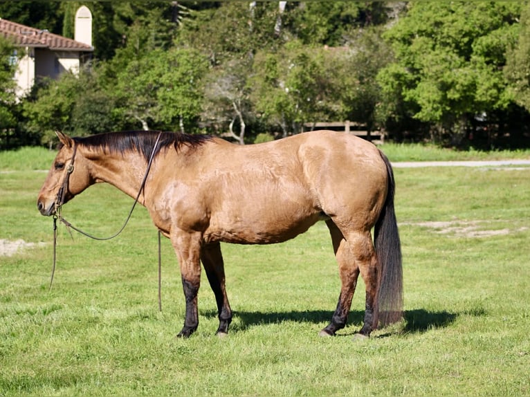 American Quarter Horse Mare 13 years 15 hh Dun in King City
