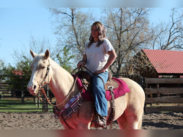 American Quarter Horse Mare 13 years 15 hh Palomino in Fort Collins Co