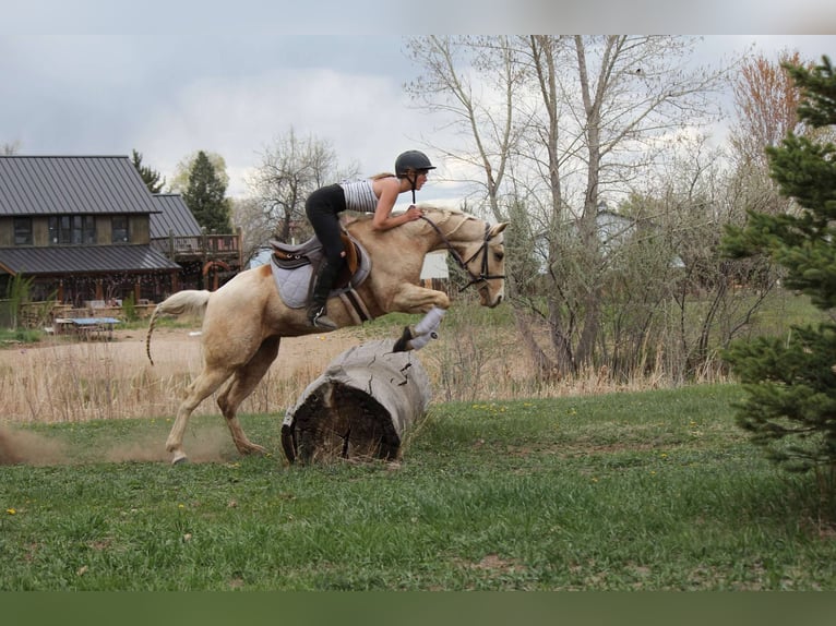 American Quarter Horse Mare 13 years 15 hh Palomino in Fort Collins Co