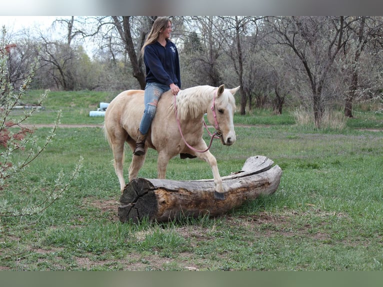 American Quarter Horse Mare 13 years 15 hh Palomino in Fort Collins Co