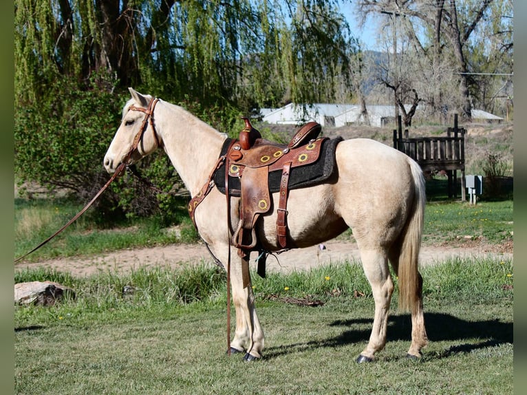 American Quarter Horse Mare 13 years 15 hh Palomino in Fort Collins Co