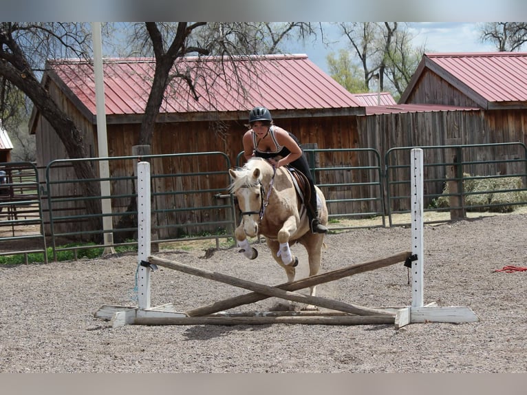 American Quarter Horse Mare 13 years 15 hh Palomino in Fort Collins Co