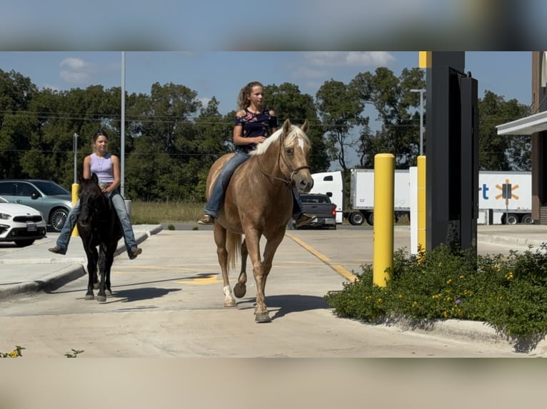 American Quarter Horse Mare 13 years 15 hh Palomino in Cleburne