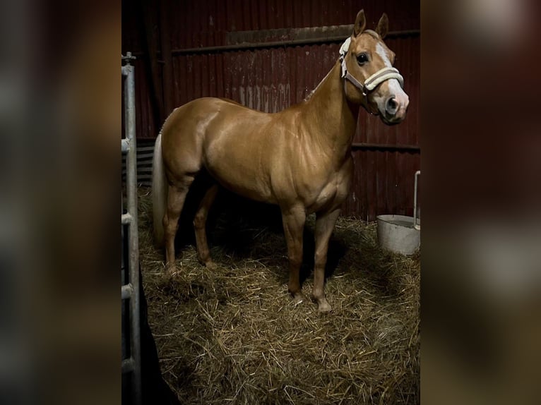 American Quarter Horse Mare 13 years 15 hh Palomino in Púchov