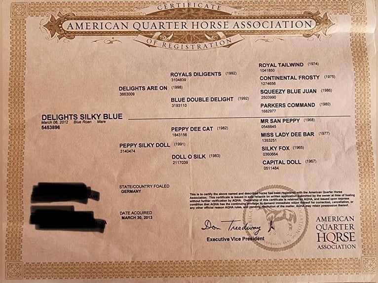 American Quarter Horse Mare 13 years 15 hh Roan-Blue in Simbach am Inn