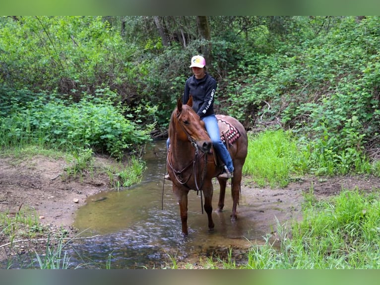 American Quarter Horse Mare 13 years 15 hh Roan-Red in Pleasant Grove CA