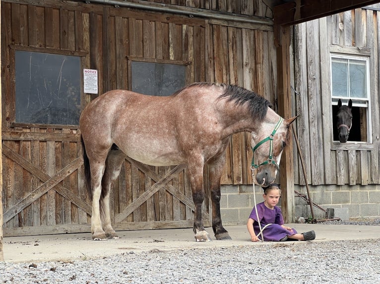 American Quarter Horse Mix Mare 13 years 15 hh Roan-Red in Allenwood, PA