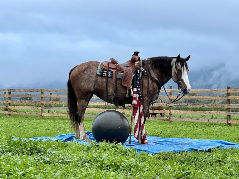 American Quarter Horse Mix Mare 13 years 15 hh Roan-Red in Allenwood, PA