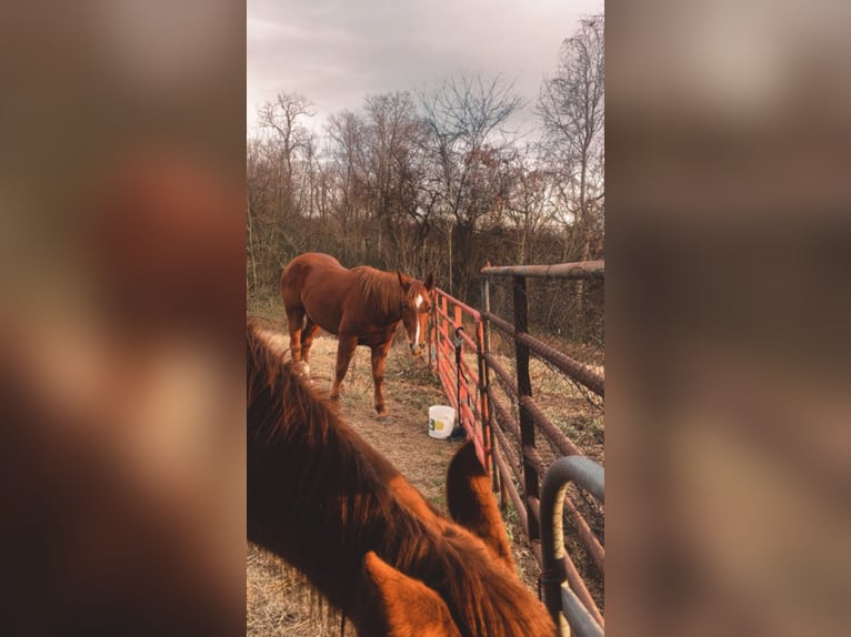 American Quarter Horse Mare 13 years 15 hh Sorrel in Paris
