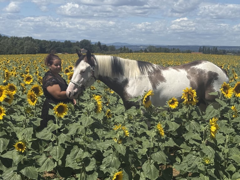 American Quarter Horse Mare 13 years 15,1 hh Black in Thodure