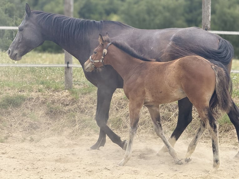 American Quarter Horse Mare 13 years 15,1 hh Black in Thodure