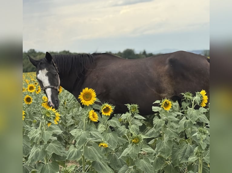 American Quarter Horse Mare 13 years 15,1 hh Black in Thodure
