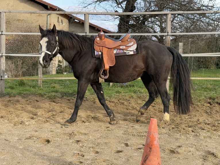 American Quarter Horse Mare 13 years 15,1 hh Black in Thodure