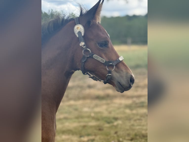 American Quarter Horse Mare 13 years 15,1 hh Black in Thodure