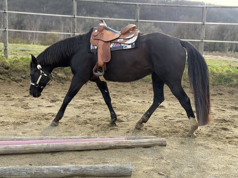 American Quarter Horse Mare 13 years 15,1 hh Black in Thodure
