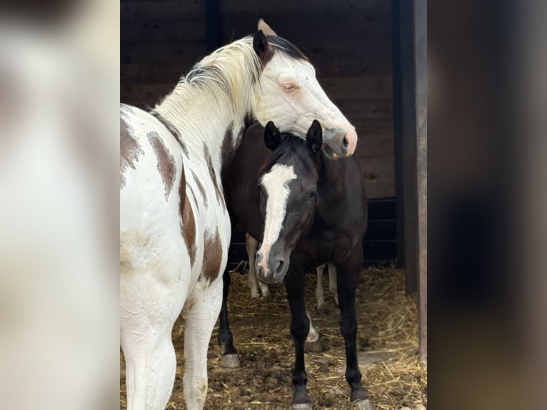 American Quarter Horse Mare 13 years 15,1 hh Black in Thodure