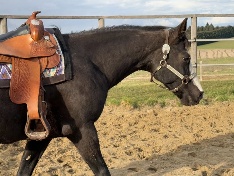 American Quarter Horse Mare 13 years 15,1 hh Black in Thodure