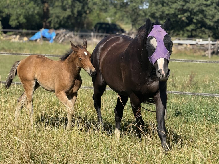 American Quarter Horse Mare 13 years 15,1 hh Black in Thodure