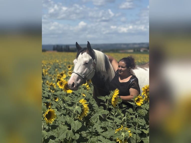 American Quarter Horse Mare 13 years 15,1 hh Black in Thodure