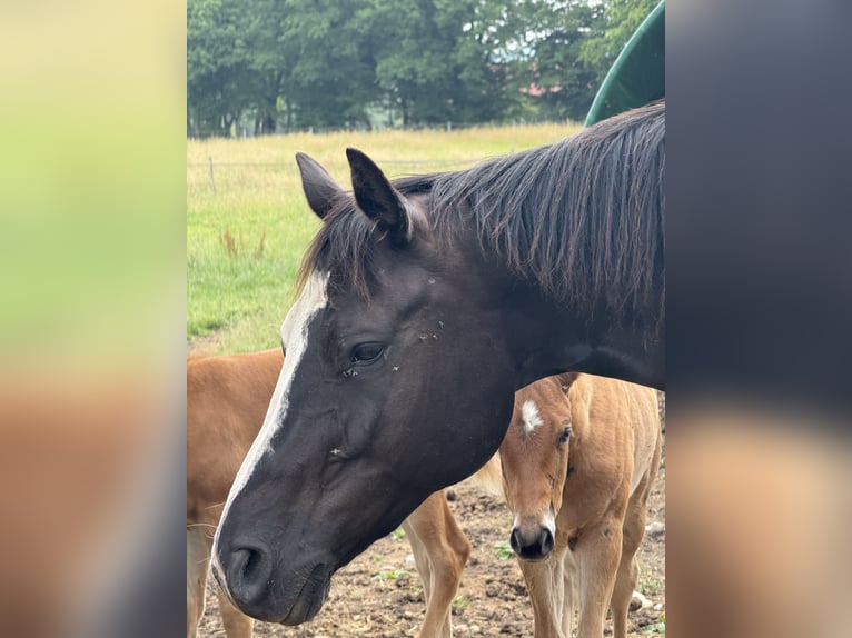 American Quarter Horse Mare 13 years 15,1 hh Black in Thodure